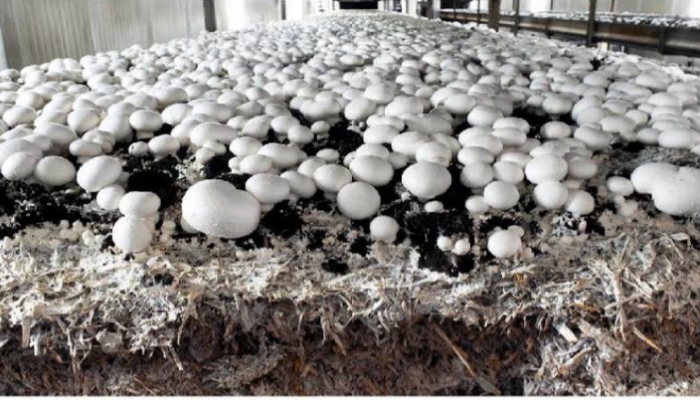White Button Mushroom