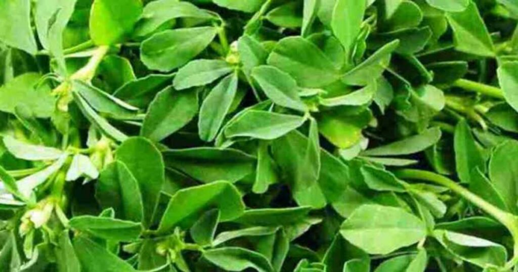Benefits of Methi Leaves in Hindi